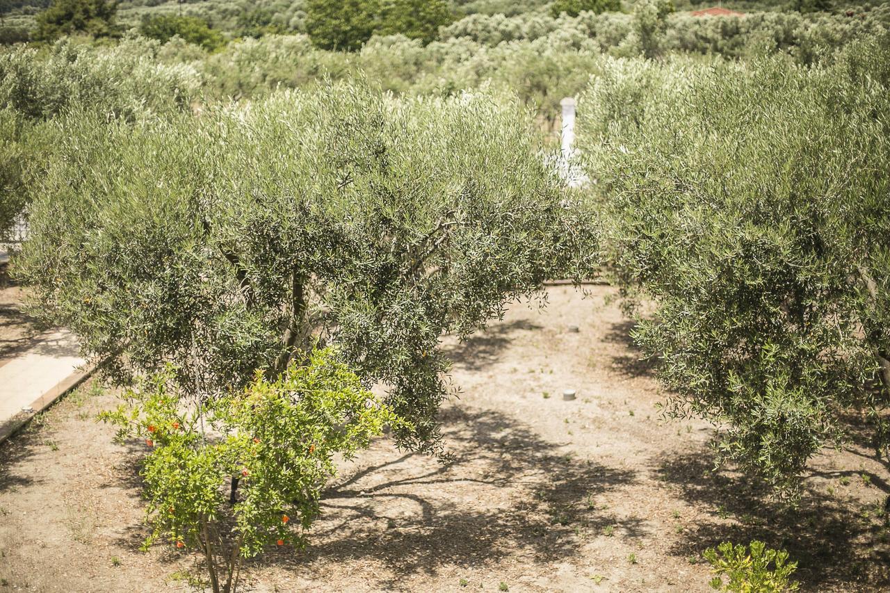 Appartamento Olive Tree *
