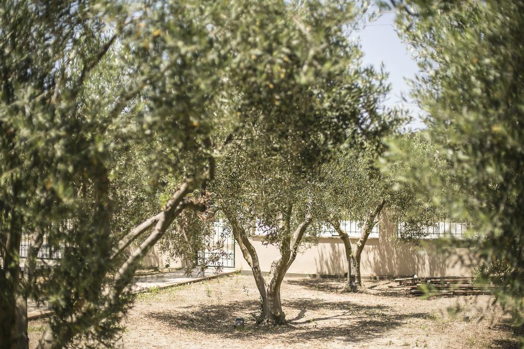 Olive Tree