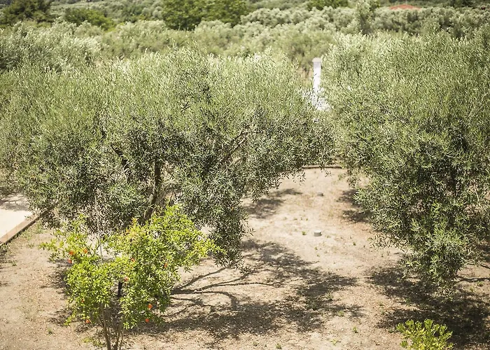 Olive Tree Apartments
