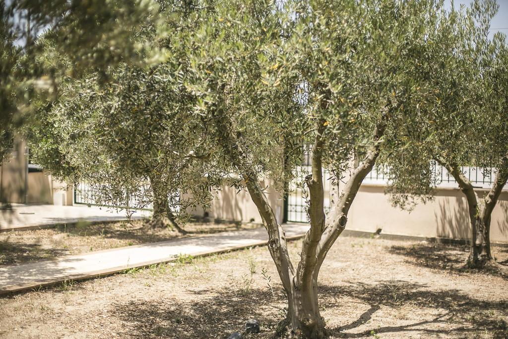 Olive Tree Apartment *